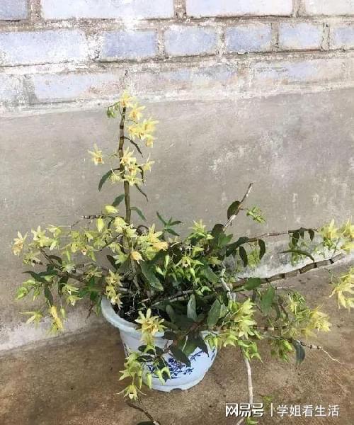 陽臺綠植新風尚 自種人參靈芝石斛與西洋參，養生健康觸手可及