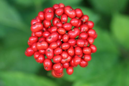 人參果不是人參的果實，別再傻傻分不清楚啦！