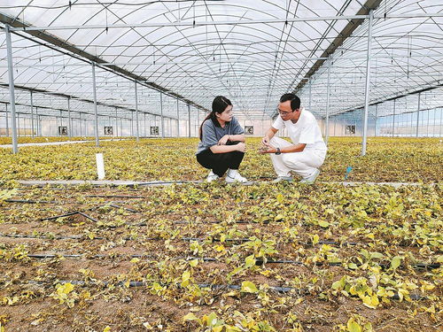 柘榮注入科技，一根參茁壯成長 西洋參產(chǎn)業(yè)的現(xiàn)代轉(zhuǎn)型