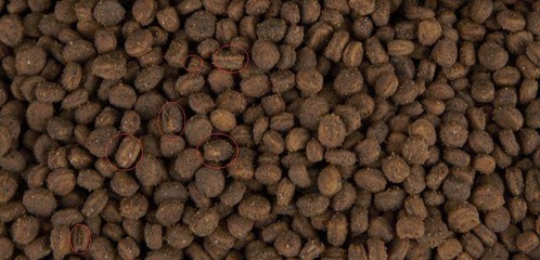 參農(nóng)講述人參種植要點 盆栽人參，或許是最適合家庭的人參栽培技術(shù)