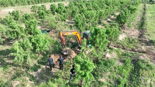 鹽堿地奇跡 東營培育出16.2斤“沙漠人參”，改寫醫(yī)學(xué)農(nóng)業(yè)新篇章